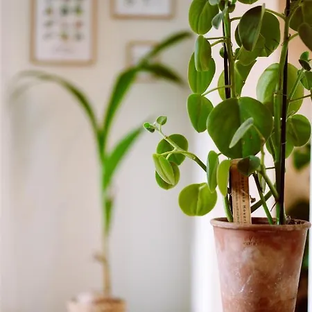 Beautiful House With Hottub Near Sea And Bruges De Haan